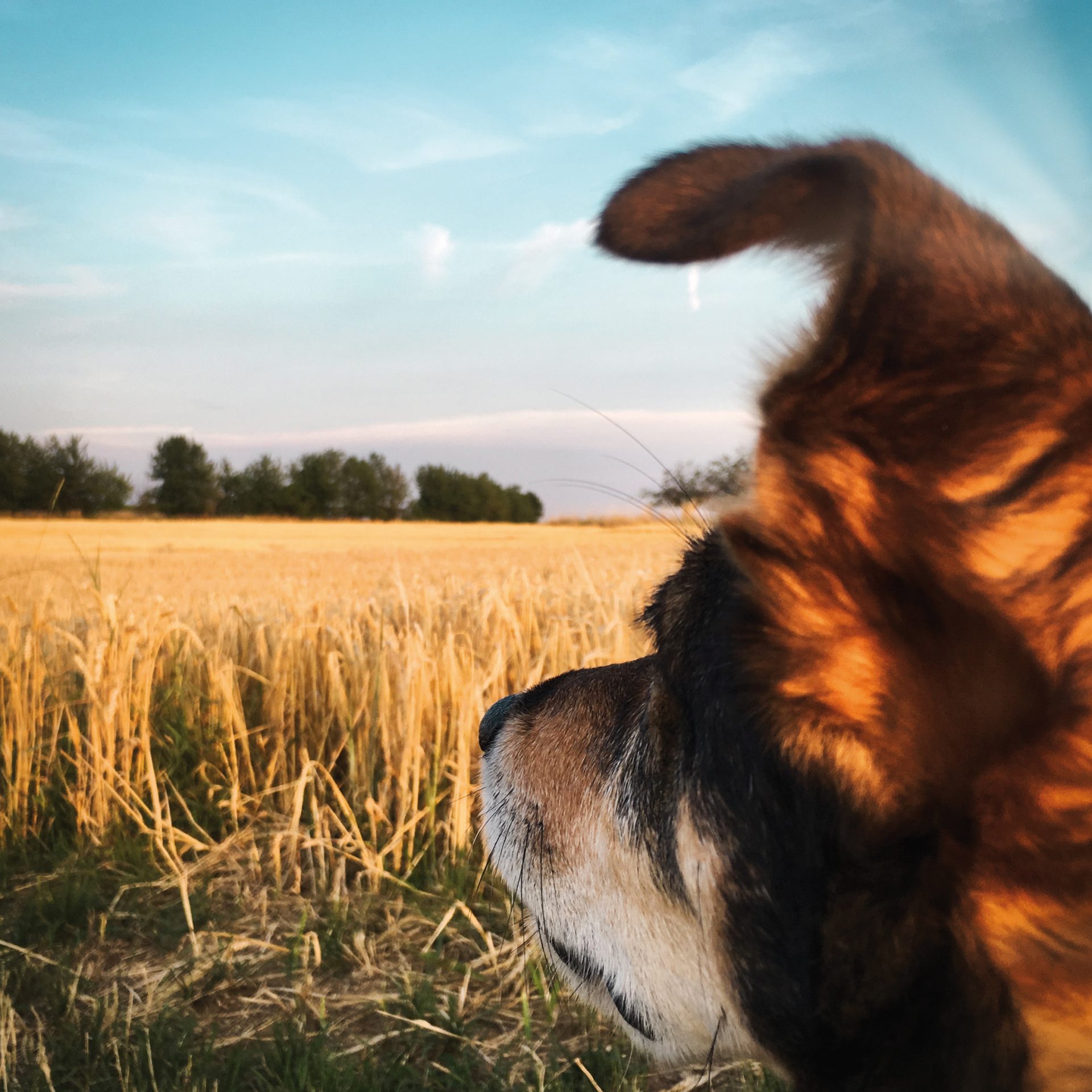 MYTHOS 4 »Hunde brauchen keine Kohlenhydrate« ganz &amp; gerngesehen